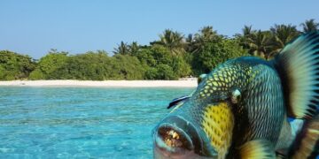 новость 21-05-2025 Мальдивские острова в тисках спинорогов