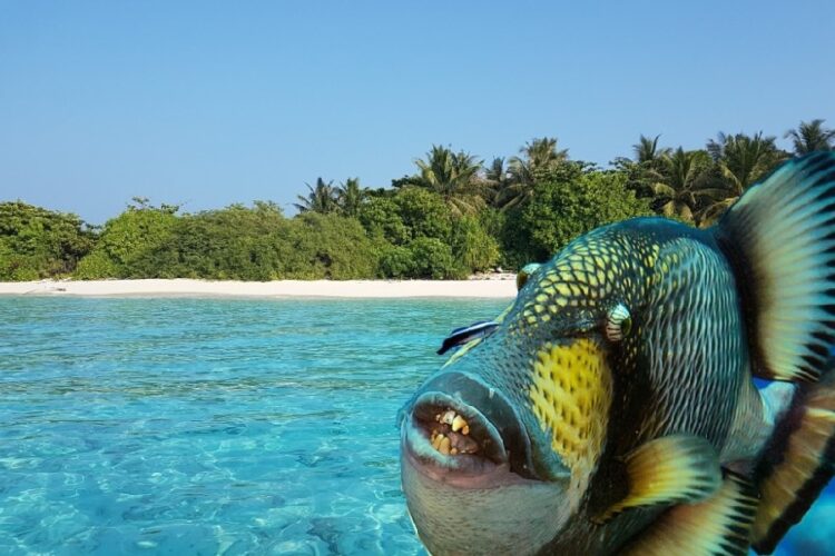 новость 21-05-2025 Мальдивские острова в тисках спинорогов