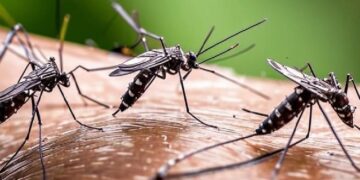 новость 08-05-2025 Массовая активность комаров в Египте беспокоит туристов