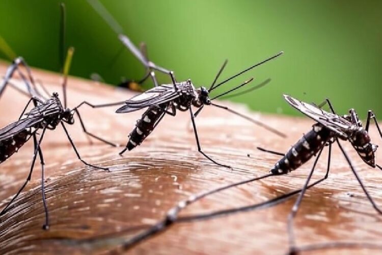 новость 08-05-2025 Массовая активность комаров в Египте беспокоит туристов