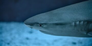 новость 07-05-2025 У побережья пляжа Коньяалты заметили двухметровую акулу