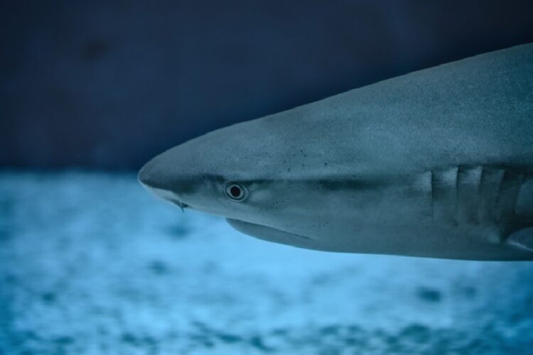 новость 07-05-2025 У побережья пляжа Коньяалты заметили двухметровую акулу