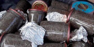 новость 09-06-2025 В Астраханской области задержали туриста с краснокнижной черной икрой
