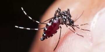 новость 29-07-2025 Способы профилактики лихорадки денге в Таиланде