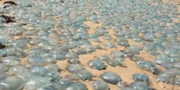 новость 23-07-2025 На пляжах Туниса появилось большое количество медуз