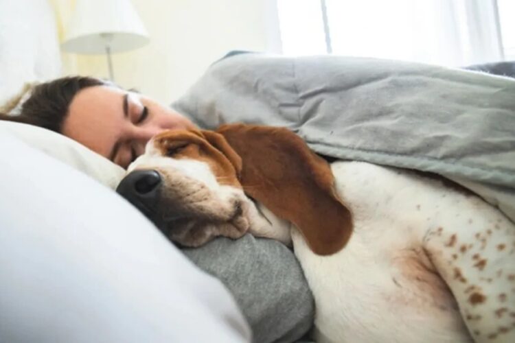 новость 12-08-2025 В Китае в отеле предлагают номер с пушистым другом