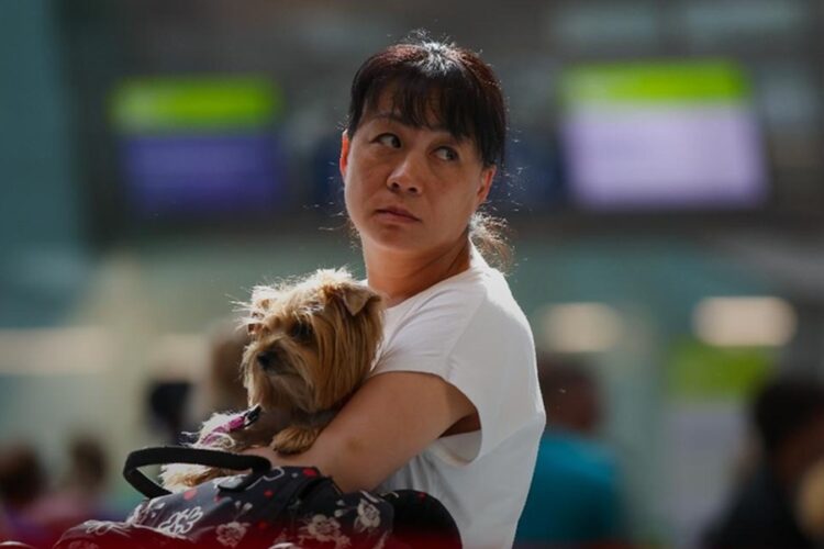 новость 27-09-2025 «Аэрофлот» запустил в Шереметьево отдельную регистрацию для пассажиров с животными