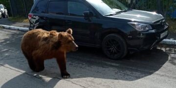 новость 29-09-2025 Камчатка принимает срочные меры, которые обезопасят туристов от медведей