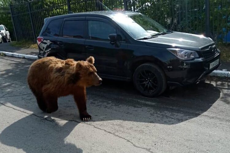 новость 29-09-2025 Камчатка принимает срочные меры, которые обезопасят туристов от медведей