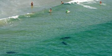 новость 11-10-2025 В Тель-Авиве закрывают пляжи после появления в прибрежных водах акулы