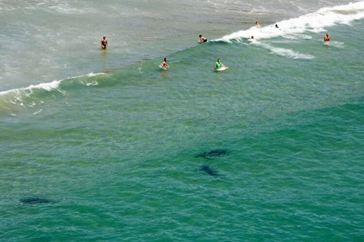 новость 11-10-2025 В Тель-Авиве закрывают пляжи после появления в прибрежных водах акулы