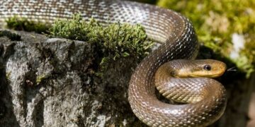 новость 29-10-2025 В соцсетях обсуждают новую страшилку: на Шри-Ланке на территории отелей ползают змеи