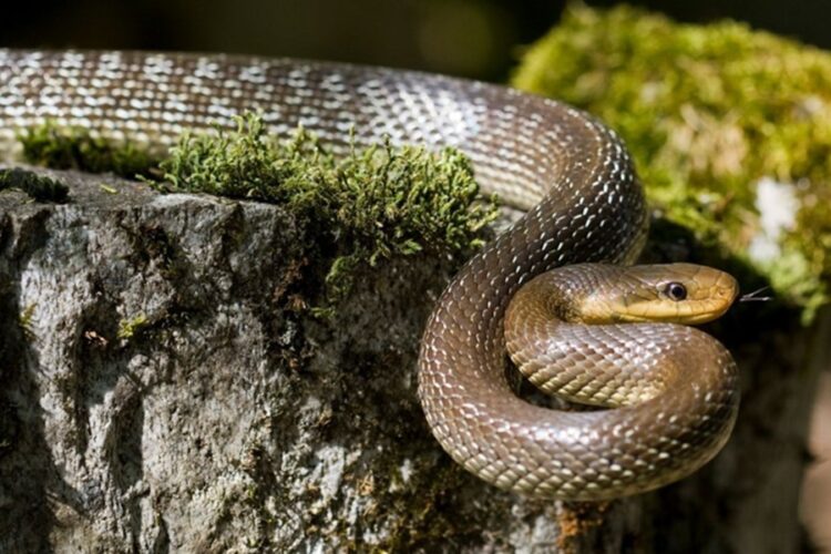 новость 29-10-2025 В соцсетях обсуждают новую страшилку: на Шри-Ланке на территории отелей ползают змеи