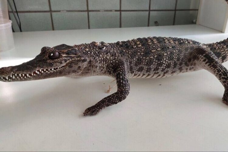 новость 28-10-2025 В аэропорту Новокузнецка у туристки изъяли чучело крокодила