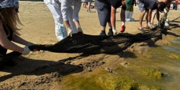 новость 10-10-2025 На побережье Краснодарского края новые выбросы мазута