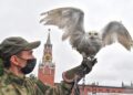 новость 27-10-2025 Московский Кремль переселил ястребов, соколов и филинов в закрытую зону