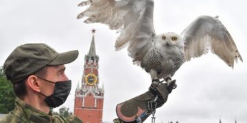 новость 27-10-2025 Московский Кремль переселил ястребов, соколов и филинов в закрытую зону
