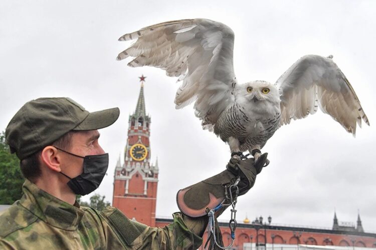 новость 27-10-2025 Московский Кремль переселил ястребов, соколов и филинов в закрытую зону