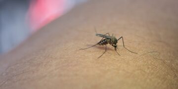 новость 04-11-2025 Лихорадка денге на Мальдивах: правда или фейк?