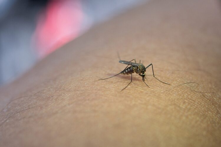 новость 04-11-2025 Лихорадка денге на Мальдивах: правда или фейк?