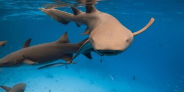 новость 10-11-2025 «Всосала руку»: российская туристка пострадала от акулы во время снорклинга на Мальдивах