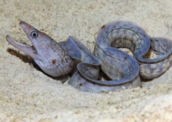 новость 26-12-2025 В Хургаде российского туриста атаковала мурена