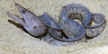 новость 26-12-2025 В Хургаде российского туриста атаковала мурена