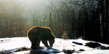 новость 28-02-2026 В парке "Зюраткуль" на Урале туристы разбудили медведя