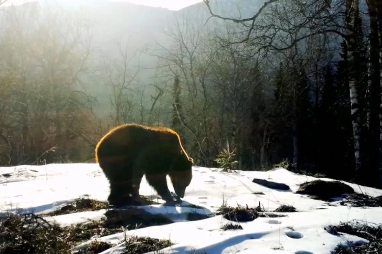 новость 28-02-2026 В парке "Зюраткуль" на Урале туристы разбудили медведя