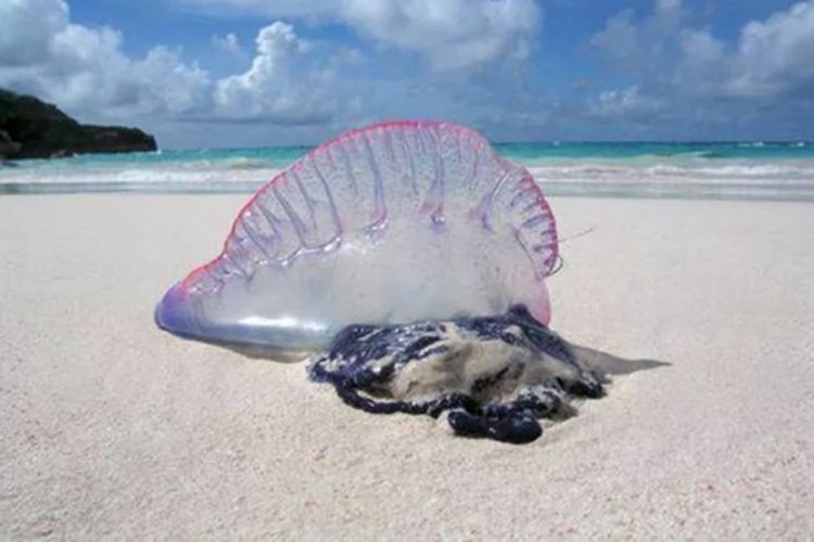 новость 25-03-2026 Ожоги вместо загара: остров Пхукет атаковали «огненные» медузы