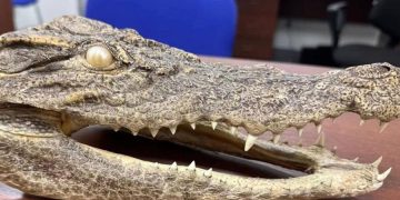 новость 224-03-2026 Зубастый сувенир: новосибирский турист привез из Таиланда две головы крокодила и два административных дела