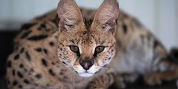 новость 22-03-2026 Сервал под прикрытием: в Сочи вынесли приговор «стилисту» диких кошек