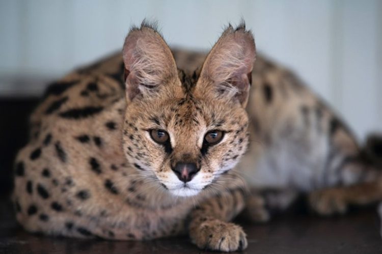 новость 22-03-2026 Сервал под прикрытием: в Сочи вынесли приговор «стилисту» диких кошек