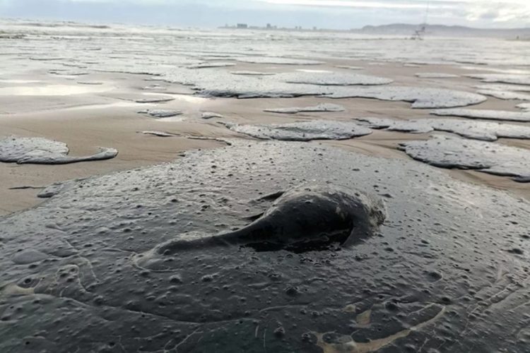 новость 27-04-2026 Экоцид на побережье: мазутные пятна и мертвые дельфины на пляжах Туапсе