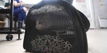 новость 16-04-2026 Авиакомпания заплатила 100 тысяч за гибель кошки, растерзанной собакой во время полета