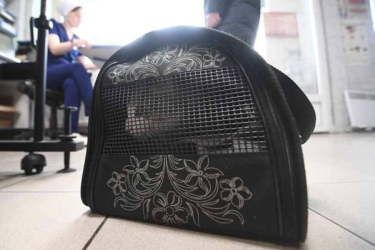 новость 16-04-2026 Авиакомпания заплатила 100 тысяч за гибель кошки, растерзанной собакой во время полета