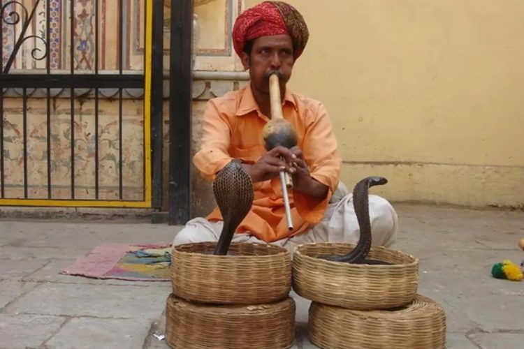 новость 29-04-2026 Немецкий турист скончался после укуса змеи на отельном шоу