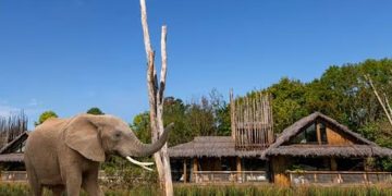 новость 20-04-2026 В ЮАР слон растерзал владельца сафари-парка на глазах у туристов