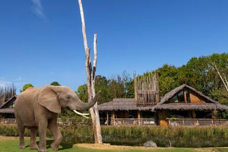 новость 20-04-2026 В ЮАР слон растерзал владельца сафари-парка на глазах у туристов