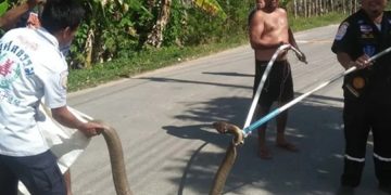 Моноклевая кобра, пойманная спасателями в жилом районе Чалонг на Пхукете — тропические ливни вытеснили рептилий к людям