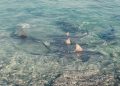 Акула в прибрежных водах — мужчины попадают в зону риска в 9 раз чаще, но паника опаснее зубов