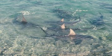 Акула в прибрежных водах — мужчины попадают в зону риска в 9 раз чаще, но паника опаснее зубов