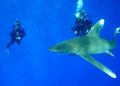 Акула-мако в Красном море — одна живая особь приносит дайвинг-индустрии Египта $2,3 млн в год
