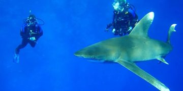 Акула-мако в Красном море — одна живая особь приносит дайвинг-индустрии Египта $2,3 млн в год