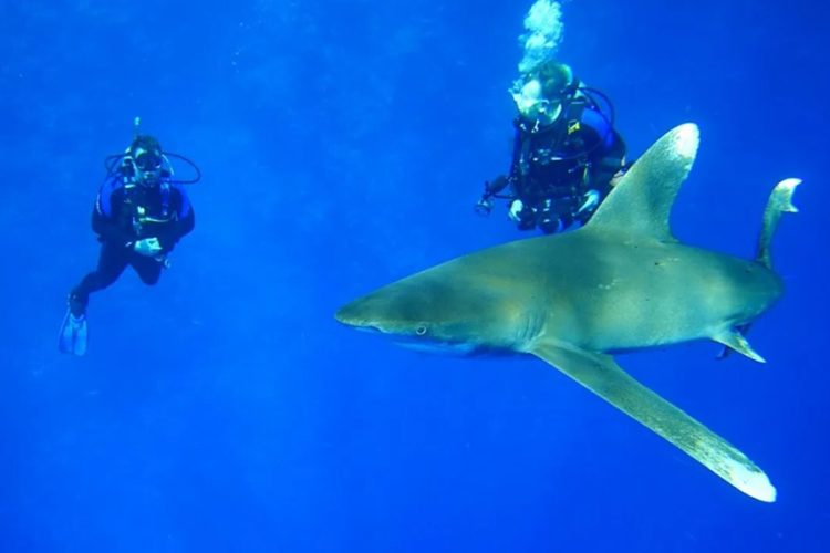 Акула-мако в Красном море — одна живая особь приносит дайвинг-индустрии Египта $2,3 млн в год