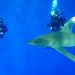 Акула-мако в Красном море — одна живая особь приносит дайвинг-индустрии Египта $2,3 млн в год