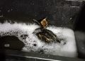 новость 03-05-2026 В Туапсе: волонтеры спасают птиц и собак, а отельеры ждут вердикта «Орленка»