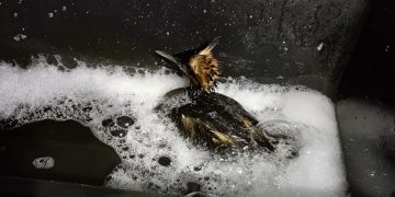 новость 03-05-2026 В Туапсе: волонтеры спасают птиц и собак, а отельеры ждут вердикта «Орленка»