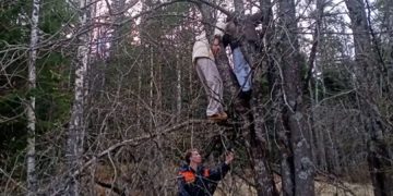 новость 01-05-2026 Карельские туристы провели два часа на дереве в ожидании спасения