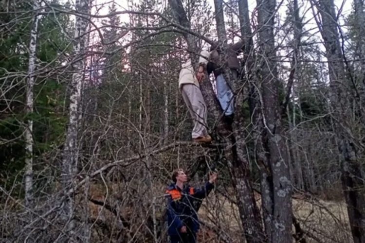 новость 01-05-2026 Карельские туристы провели два часа на дереве в ожидании спасения